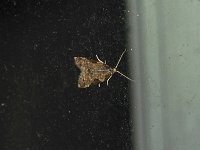 Anopina ednana - Saratoga County, NY - 06/23/15