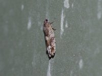 Bare-Patched Leafroller Moth - Saratoga County, NY - 05/04/15