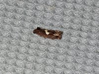 Bidens Borer Moth - Saratoga County, NY - 08/16/15