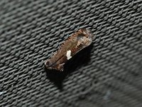 Bidens Borer Moth - Saratoga County, NY - 08/22/15