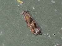 Canadian Sonia Moth - Saratoga County, NY - 07/27/15