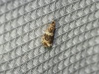 Black-Edged Carbatina Moth - Saratoga County, NY - 06/13/15