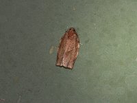 Choristoneura rosaceana - Saratoga County, NY - 06/17/15