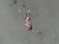 Cochylis temerana - Saratoga County, NY - 05/03/15