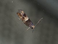 Constricted Sonia Moth - Saratoga County, NY - 07/29/15