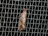 Derelict Eucosma Moth - Saratoga County, NY - 08/09/15