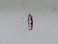 Diamondback Epinotia Moth - Saratoga County, NY - 10/13/14