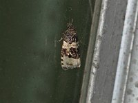 Divided Olethreutes Moth - Saratoga County, NY - 06/09/15