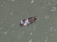 Doubleday's Notocelia Moth - Saratoga County, NY - 06/04/15