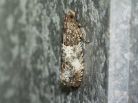 Doubleday's Notocelia Moth - Saratoga County, NY - 06/04/15