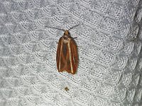 Eastern Black-Headed Budworm Moth - Saratoga County, NY - 07/18/15