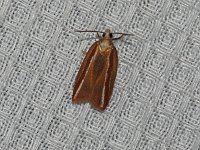 Eastern Black-Headed Budworm Moth - Saratoga County, NY - 08/30/15