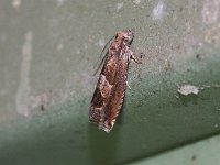 Epiblema boxcana - Saratoga County, NY - 07/03/17