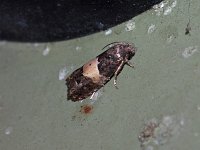 Epiblema glenni - Saratoga County, NY - 08/10/15