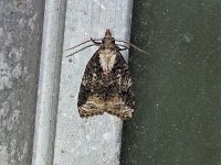 Exasperating Platynota Moth - Saratoga County, NY - 07/25/15