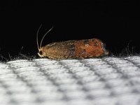 Filbertworm Moth - Saratoga County, NY - 08/19/15