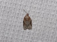 Forbes' Acleris Moth - Saratoga County, NY  - 05/29/15
