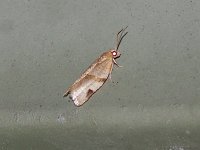 Garden Tortrix Moth - Saratoga County, NY - 05/26/15