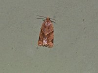 Garden Tortrix Moth - Saratoga County, NY - 06/16/15