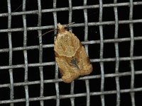 Garden Tortrix Moth - Saratoga County, NY - 08/28/15