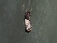 Goldenrod Gall Moth - Saratoga County, NY - 06/11/15