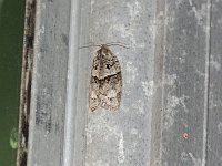 Gray Leafroller Moth - Saratoga County, NY - 05/26/20