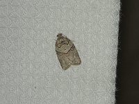 Gray Leafroller Moth - Saratoga County, NY - 05/07/15