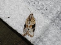 Gray-Banded Leafroller Moth - Saratoga County, NY - 05/06/15
