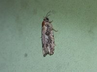 Gretchena concitatricana - Saratoga County, NY - 05/25/15