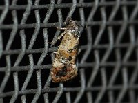 Hoffman's Cochlid Moth - Saratoga County, NY - 08/21/15