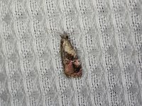 Holland's Cochylid Moth - Saratoga County, NY - 08/28/15