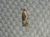 Little Cloud Ancylis Moth - Saratoga County, NY - 07/06/15