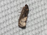 Locust Twig Borer Moth - Saratoga County, NY - 05/25/16