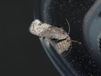 Locust Twig Borer Moth - Saratoga County, NY - 06/05/15