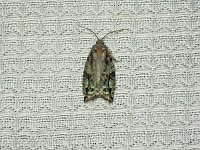 Maple Bud Borer Moth - Saratoga County, NY - 07/10/15