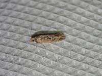 Maple Trumpet Skeletonizer Moth - Saratoga County, NY - 05/09/15