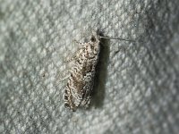 Maple Trumpet Skeletonizer Moth - Saratoga County, NY - 06/09/15