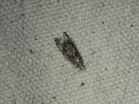 Maple Trumpet Skeletonizer Moth - Saratoga County, NY - 06/09/15