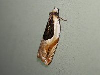 Oak Leaffolder Moth - Saratoga County, NY - 05/27/16