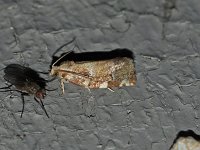 Oak Leafroller Moth - Hartford County, CT- 06/20/15