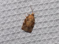 Oak Leafroller Moth - Hartford County, CT- 06/20/15