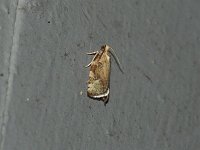Oak Leafroller Moth - Hartfod County, CT- 06/20/15