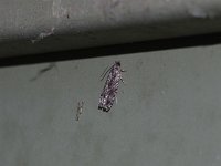 Oak Trumpet Skeletonizer Moth - Saratoga County, NY - 05/09/15