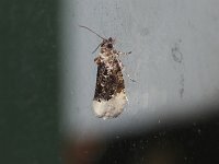 Off-White Hedya Moth - Saratoga County, NY - 06/27/15