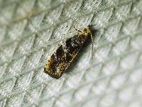 Olethreutes albiciliana - Saratoga County, NY - 06/29/15