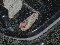 Olethreutes hamameliana - Saratoga County, NY  - 05/30/15