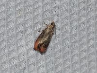 Olethreutes hamameliana - Saratoga County, NY  - 06/02/15