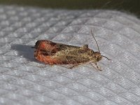 Olethreutes hamameliana - Saratoga County, NY  - 06/03/15
