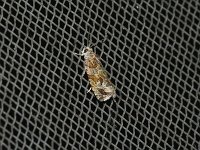 Olethreutes sericoranum - Saratoga County, NY - 07/01/15