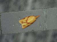 One-Lined Sparganothis Moth - Saratoga County, NY - 06/18/15